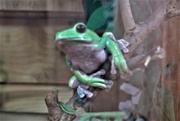 10th Apr 2023 - The little green frog