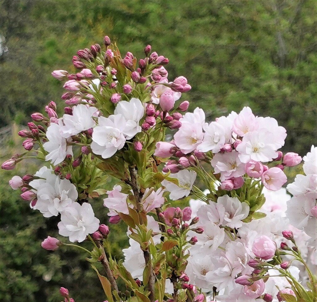 Cherry blossom by jenbo