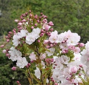 13th Apr 2023 - Cherry blossom