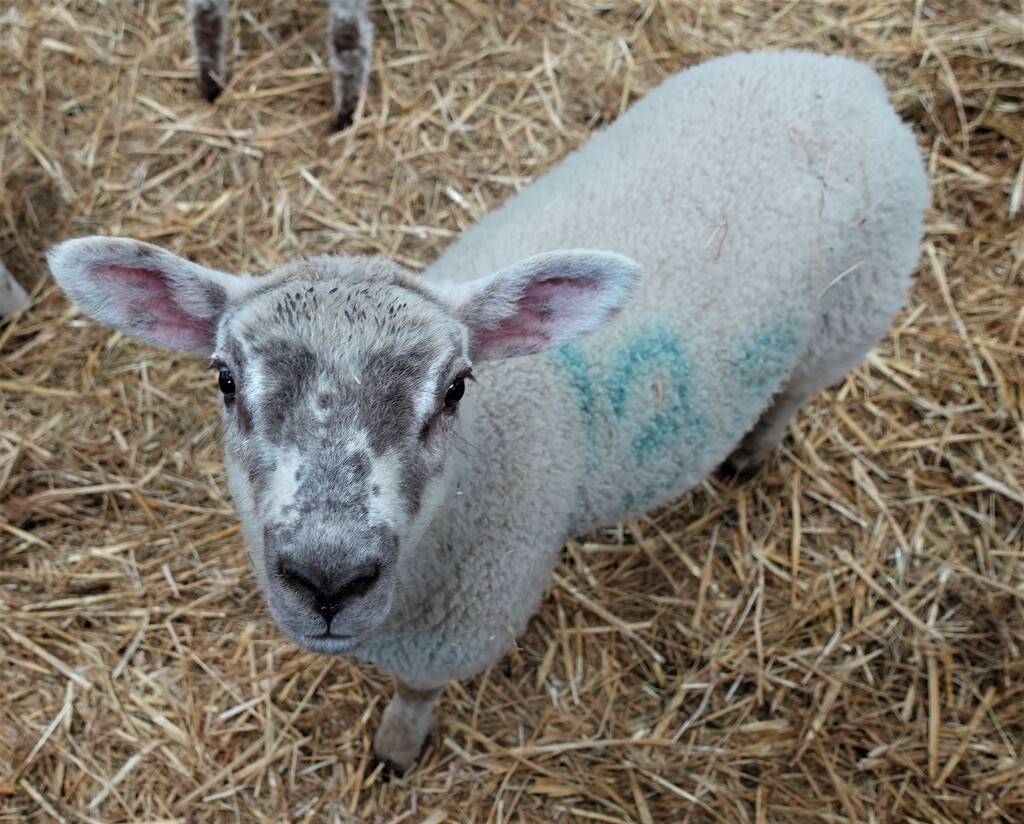 Hello little lamb by jenbo