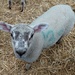 Hello little lamb by jenbo