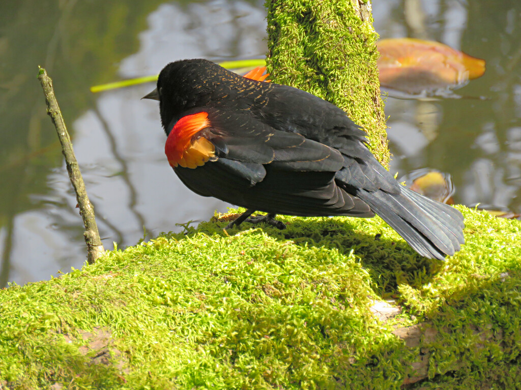 Red-Winged Blackbird. by seattlite