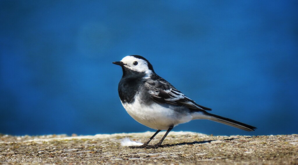Pied Wagtail by craftymeg