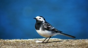 19th Apr 2023 - Pied Wagtail