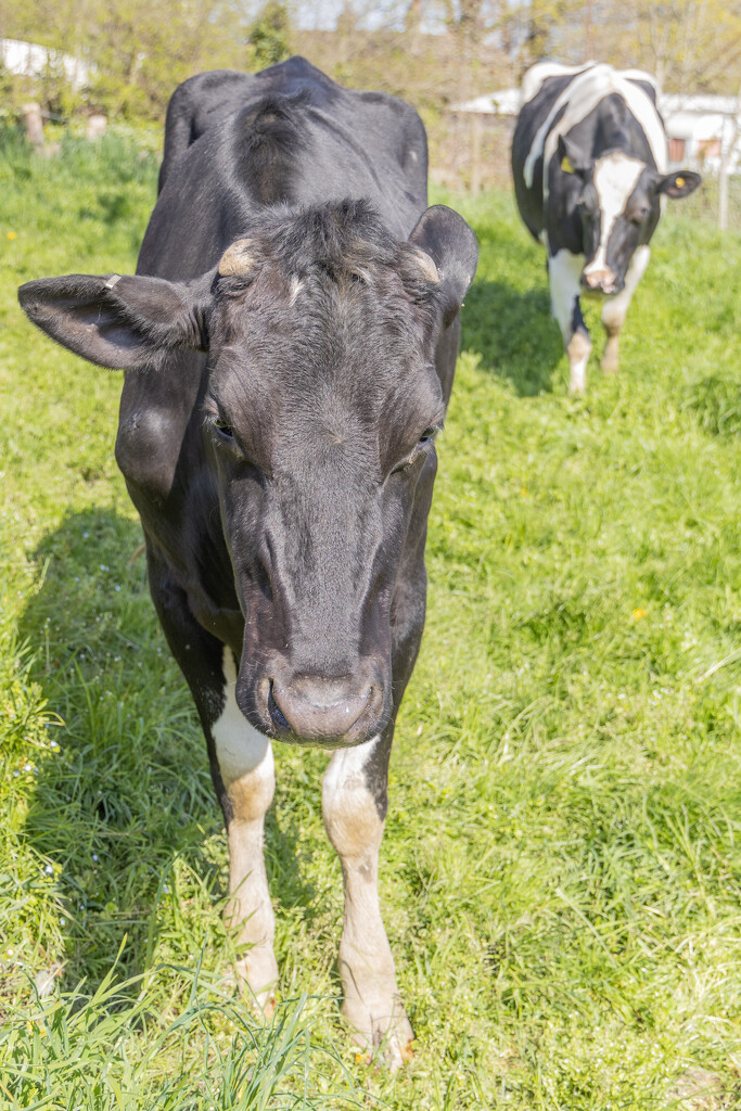 Fulneck - Cow by lumpiniman