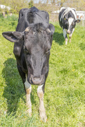 19th Apr 2023 - Fulneck - Cow