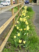 12th Apr 2023 - Daffodils