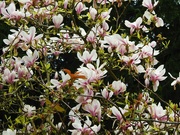 11th Apr 2023 - Magnolia Tree