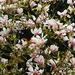 Magnolia Tree by oldjosh
