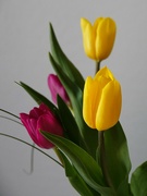 18th Apr 2023 - Tulips 