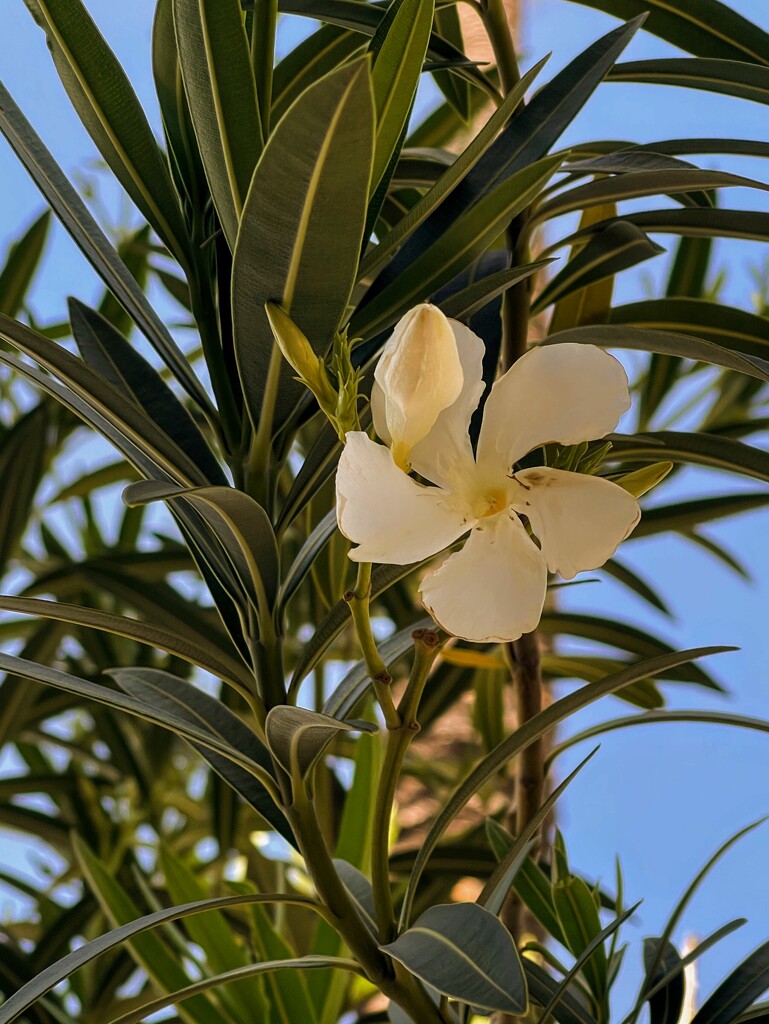 White Oleander by sandlily