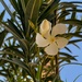 White Oleander by sandlily