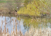 18th Apr 2023 - Spring Pond with Blackbird