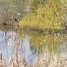 Spring Pond with Blackbird by gardencat