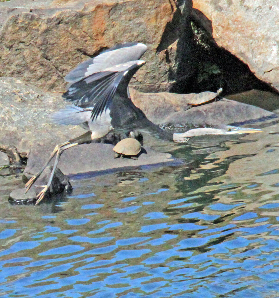 April 10 Blue Heron Flying Over Rocks And Turtles IMG_3066AA by georgegailmcdowellcom