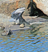 10th Apr 2023 - April 10 Blue Heron Flying Over Rocks And Turtles IMG_3066AA
