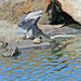 April 10 Blue Heron Flying Over Rocks And Turtles IMG_3066AA by georgegailmcdowellcom