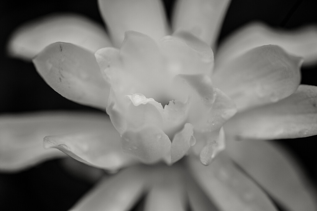 Magnolia Flower  by epcello