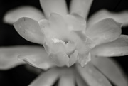 19th Apr 2023 - Magnolia Flower 