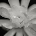 Magnolia Flower  by epcello
