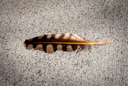 19th Apr 2023 - Feather