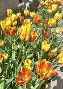 18th Apr 2023 - Tulip Time is Almost Over
