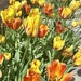 Tulip Time is Almost Over by calm