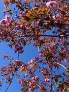 19th Apr 2023 - Spring has sprung! 