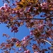 Spring has sprung!  by bigmxx