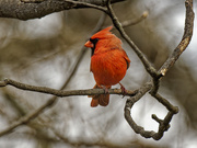 19th Apr 2023 - northern cardinal