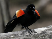 19th Apr 2023 - red-winged blackbird