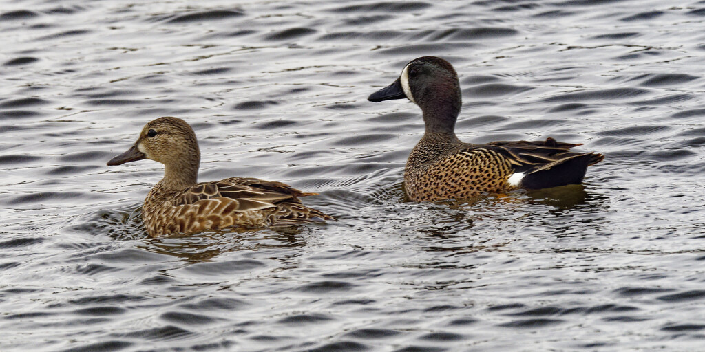 blue-winged teal  by rminer