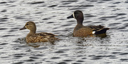 19th Apr 2023 - blue-winged teal 