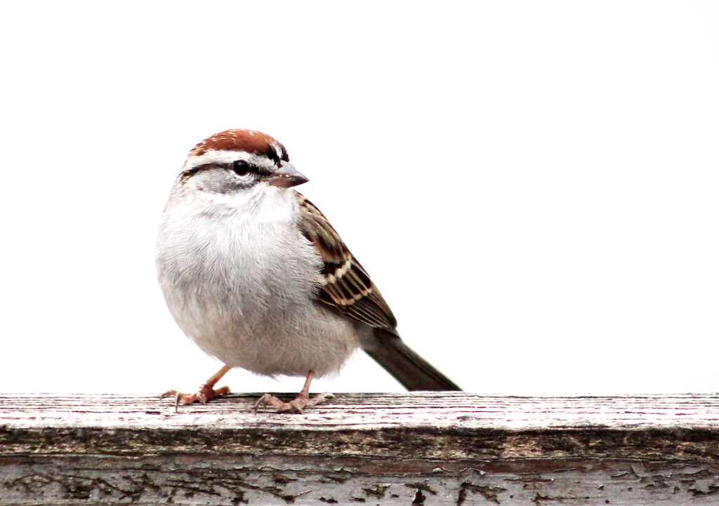 Chipping Sparrow by paintdipper