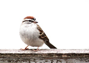 19th Apr 2023 - Chipping Sparrow