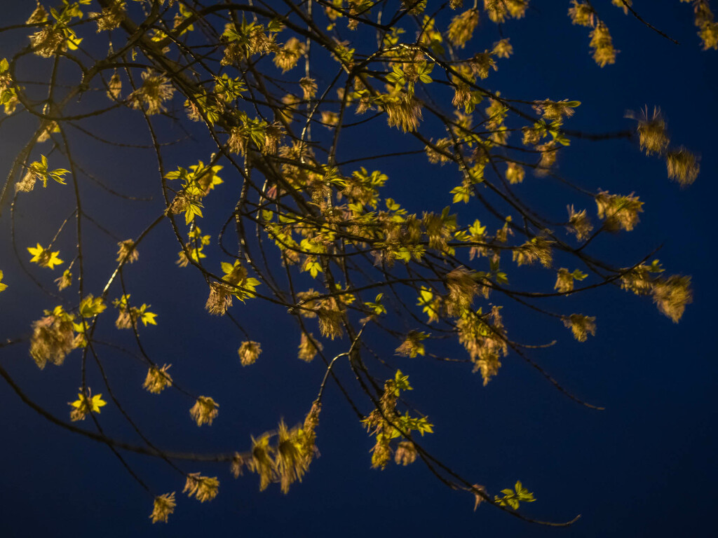 Spring in the light of a street lamp by haskar