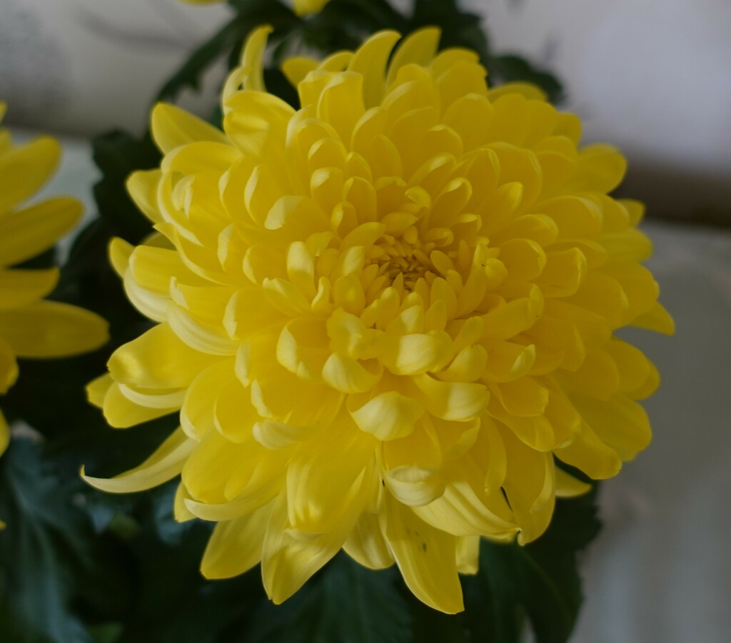 Chrysanthemum perfection by jenbo