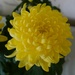 Chrysanthemum perfection by jenbo
