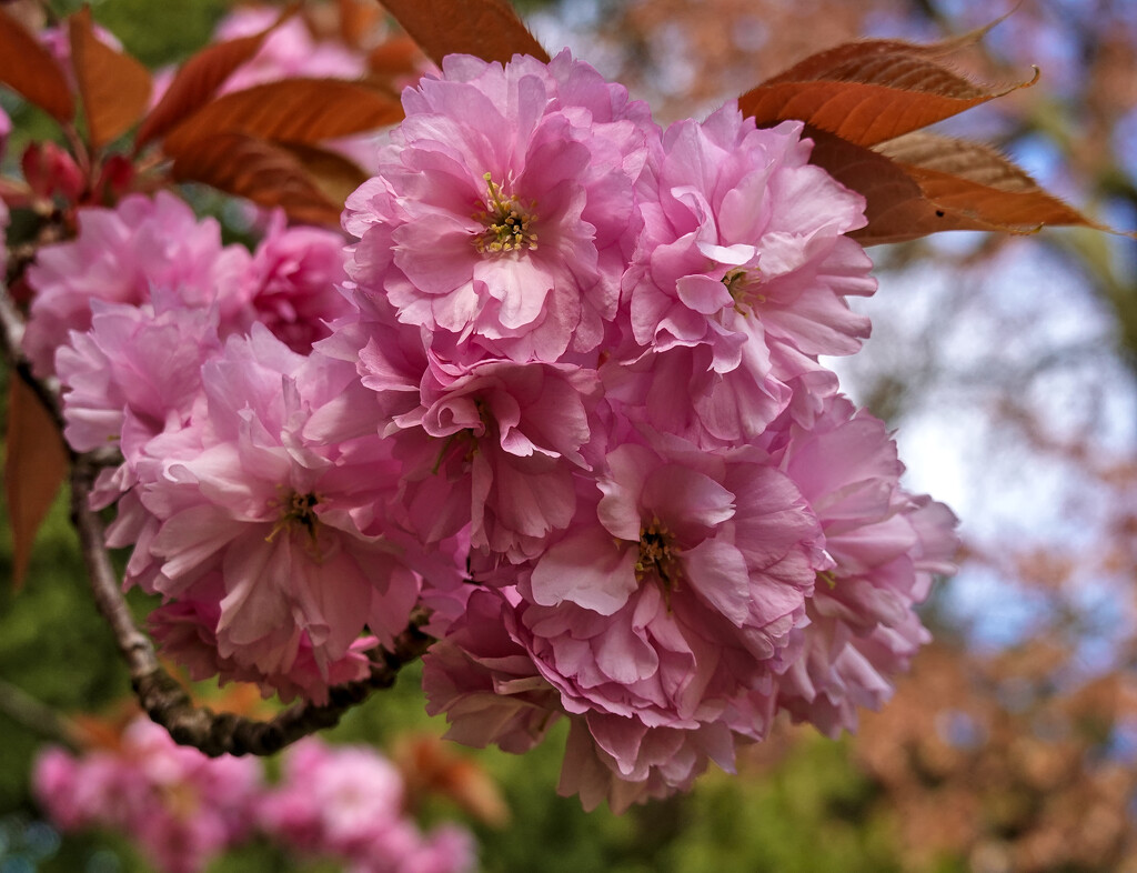 Blossom by phil_howcroft