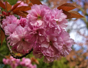 19th Apr 2023 - Blossom