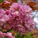 Blossom by phil_howcroft