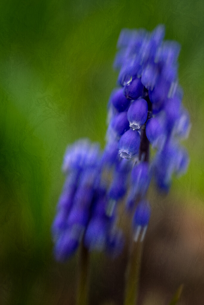 Grape Hyacinth by cdcook48