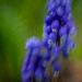Grape Hyacinth by cdcook48