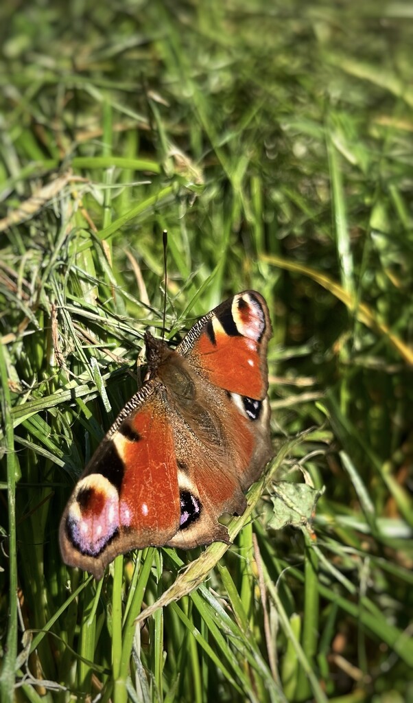 Peacock butterfly by pattyblue