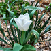 White tulip by larrysphotos