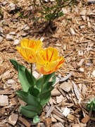 19th Apr 2023 - Two tone tulip