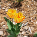 Two tone tulip by larrysphotos