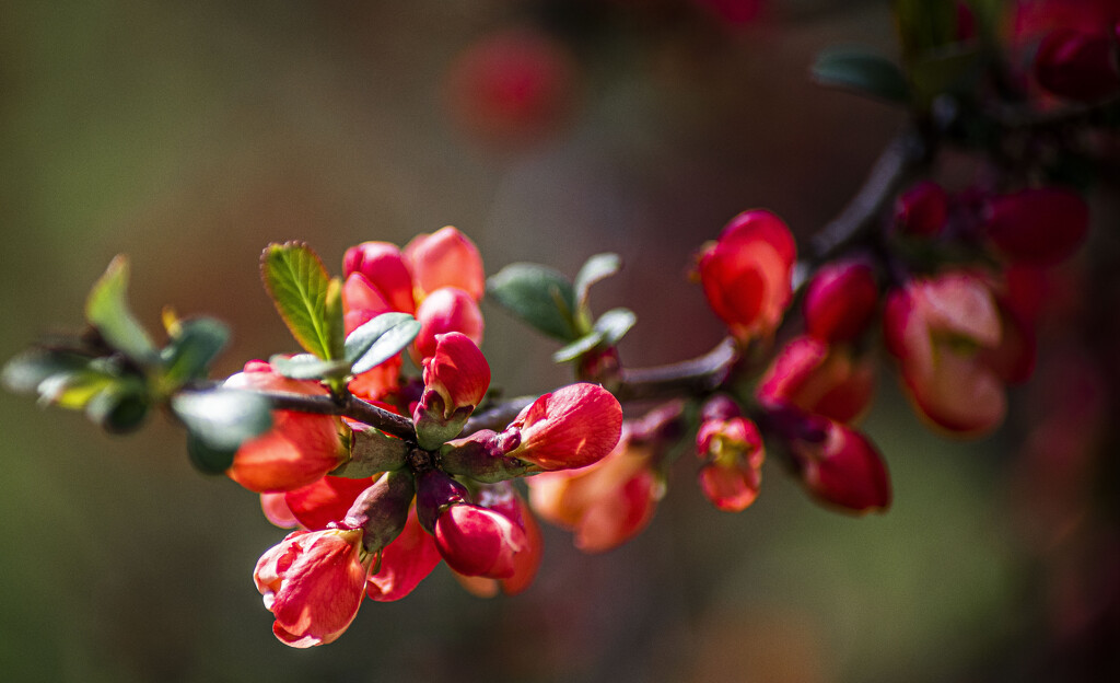 quince blossoms_1 by darchibald