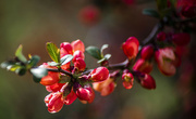 19th Apr 2023 - quince blossoms_1