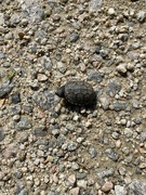 16th Apr 2023 - baby snapping turtle